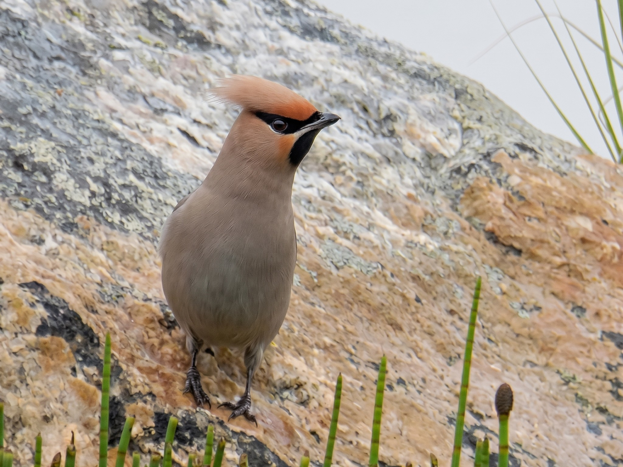 Ampelis europeo