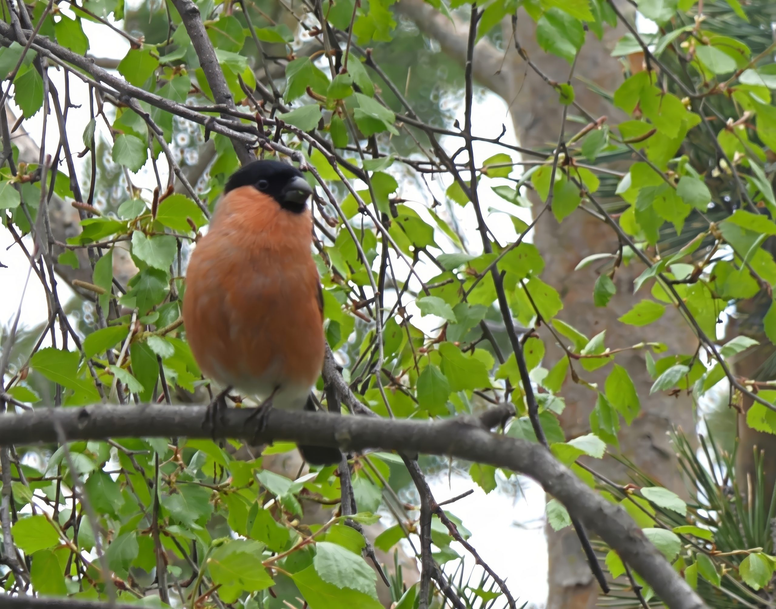 Camachuelo común