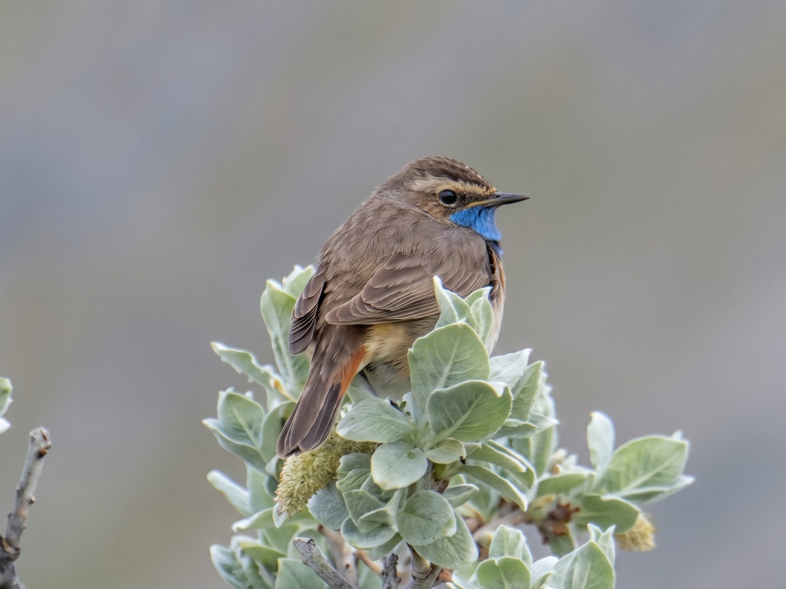 Pechiazul