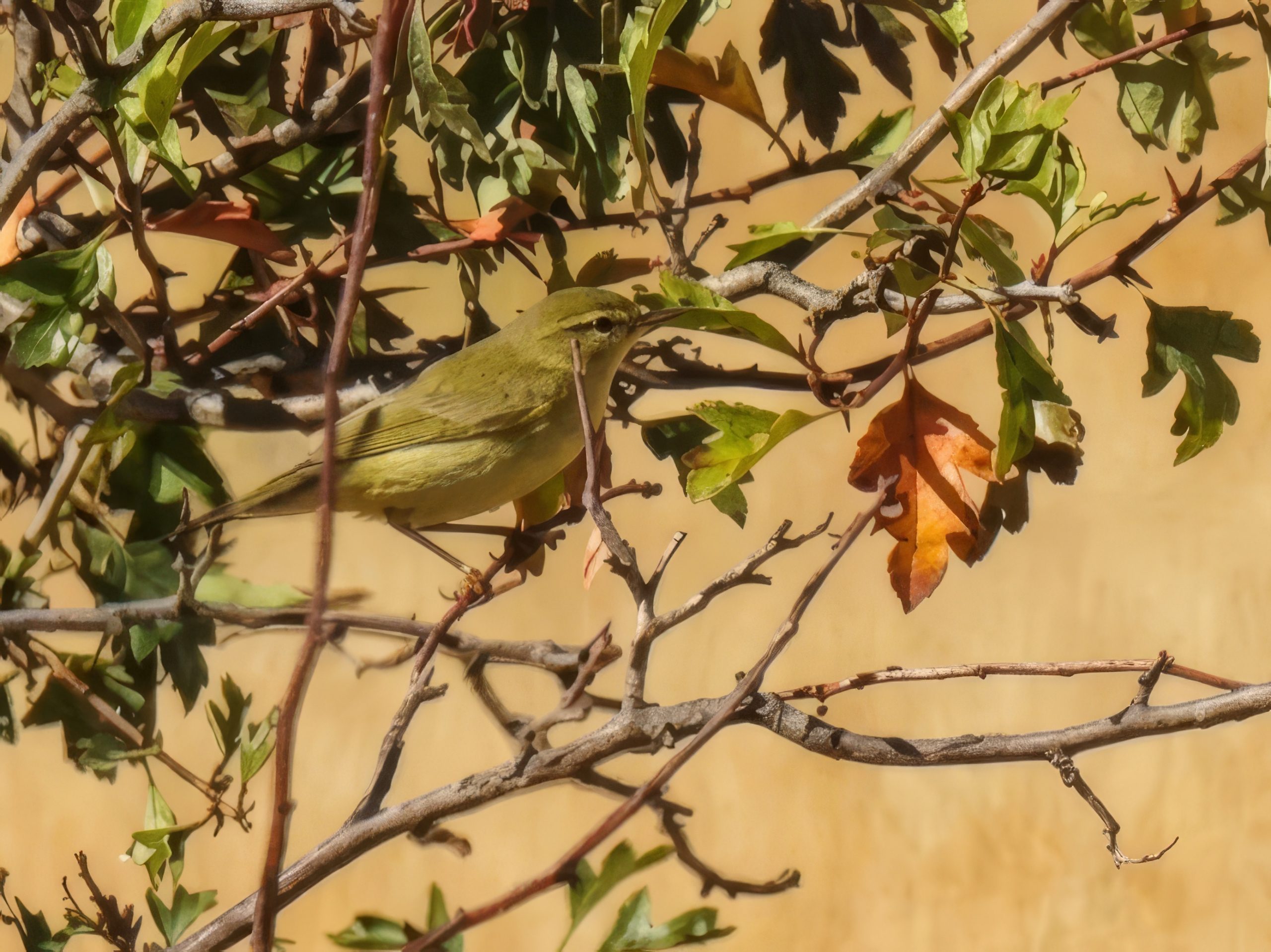 Mosquitero musical