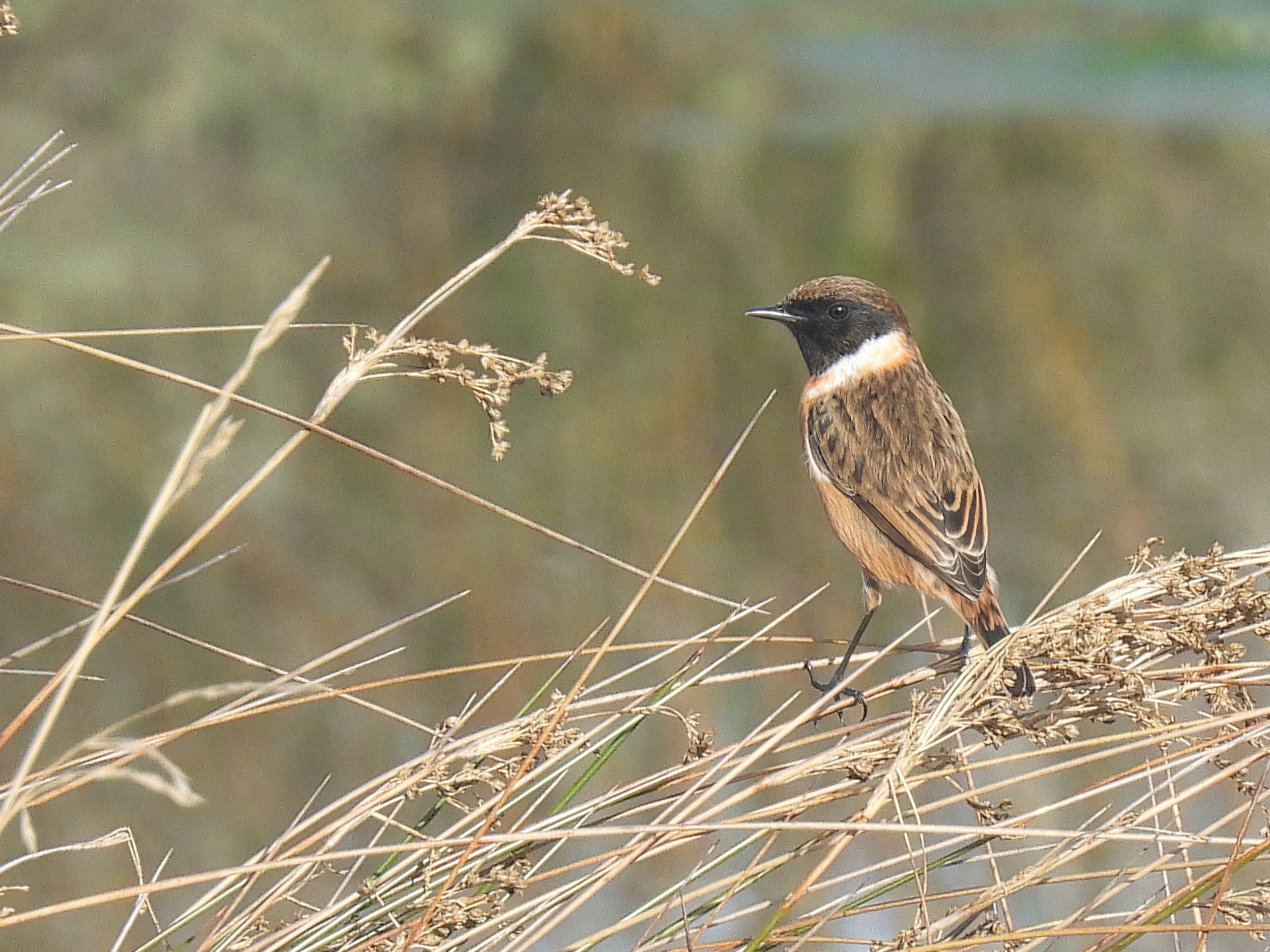 tarabilla europea