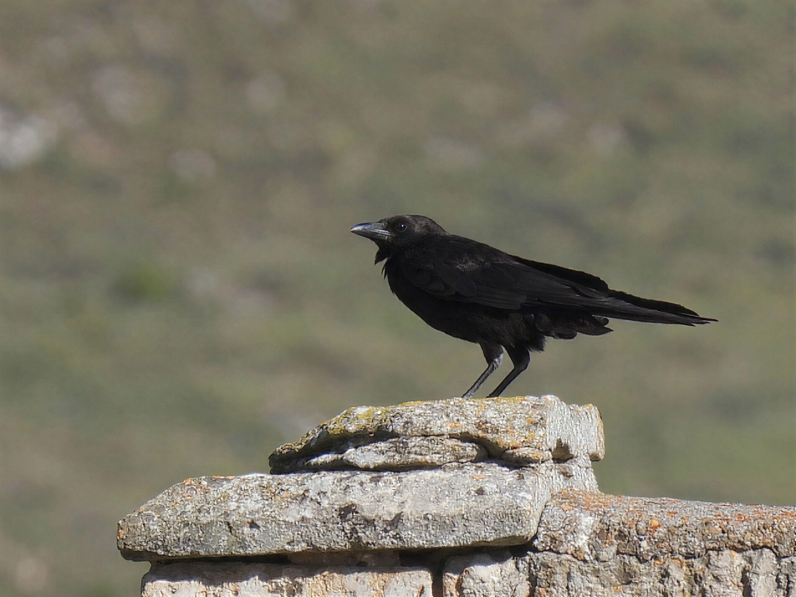 Corneja negra