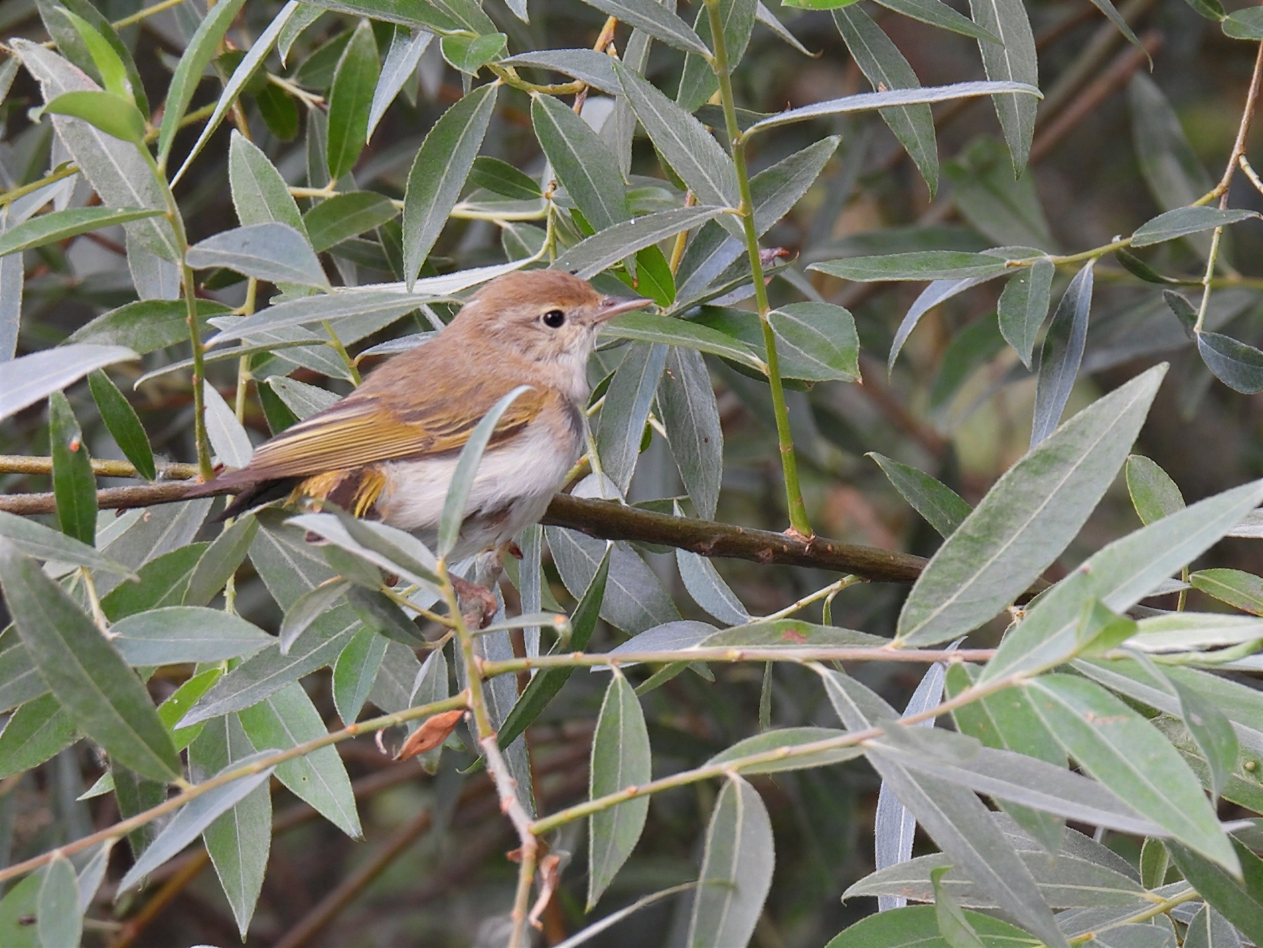 Mosquitero de Bonelli